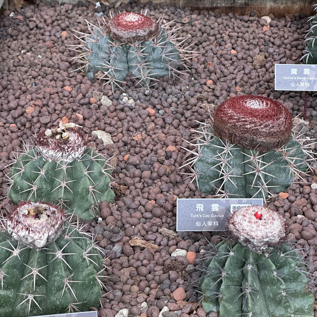 台北圓山站休閑一日遊🌿🌵適合夏日親子遊