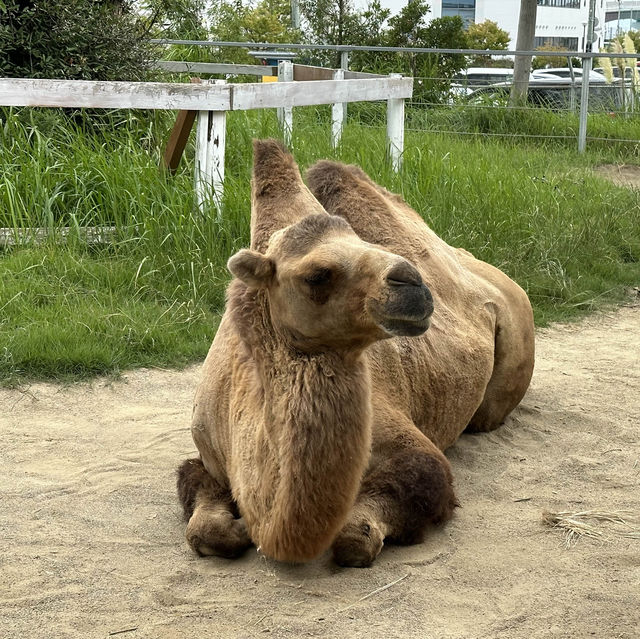 神戶動物王國🐶🐱🐰🐷🐻🦊🐯🐷🐒🐧🦉🐴🐢🐍🐪🦘🦜🦦🐿️🦫🦥🦝