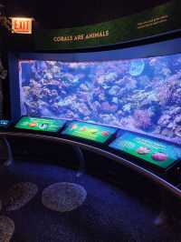 Shedd Aquarium 🐋✨