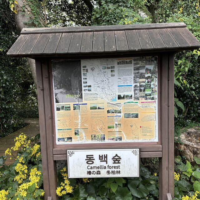 済州島の椿村で体験プログラムに参加してきました