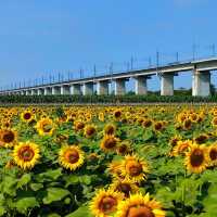 向日葵畑 🌻🌞燦爛陽光下的黃金海洋🌅🌻