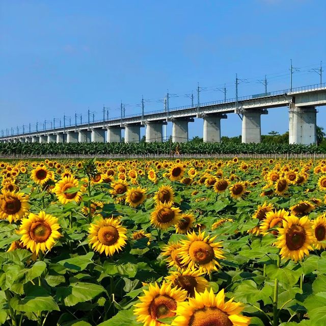 向日葵畑 🌻🌞燦爛陽光下的黃金海洋🌅🌻