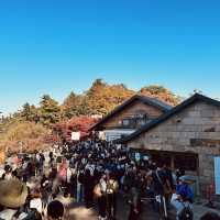 東京紅葉實況