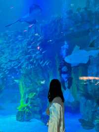 추위걱정 없는 실내 데이트는 아쿠아리움🩵🐠