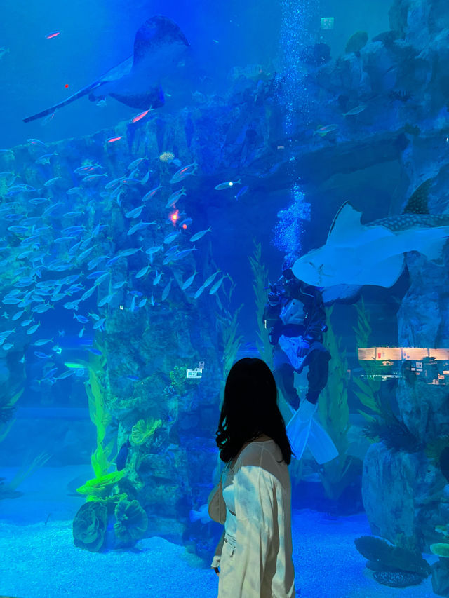 추위걱정 없는 실내 데이트는 아쿠아리움🩵🐠
