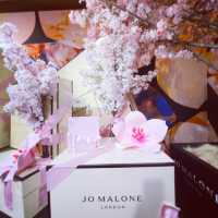 Ohanami Celebration