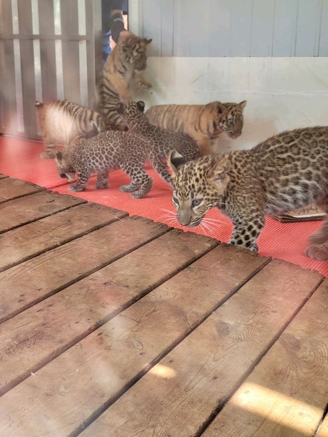 深圳動物園一天遊