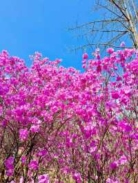 핑크물결 가득한 진달래꽃동산🌸💞