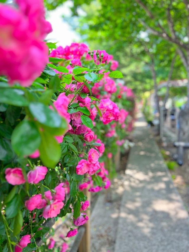 장미꽃축제 안가볼 수 없죠?