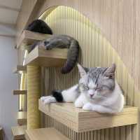 คาเฟ่แมวสุดหนุบหนับ 🐈 Mali Cat Cafe Bangsaen