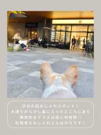 【渋谷】わんこと行けるおしゃれテラス☕️