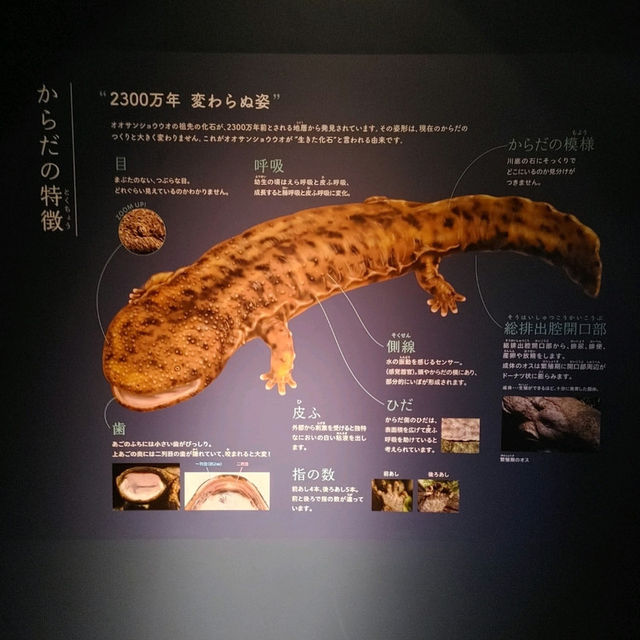 オオサンショウウオを堪能できる　京都水族館