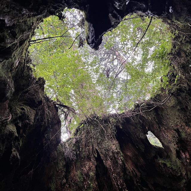 【鹿児島・屋久島】世界遺産の縄文杉に✨