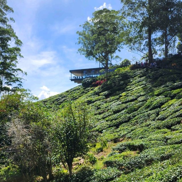 Sightseeing at Cameron Highland Boh Tea Plantation 