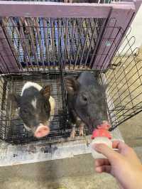 ตลาดน้ำคลองลัดมะยม
