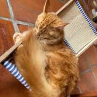 Celebrating Malaysia's Heritage with Cats
