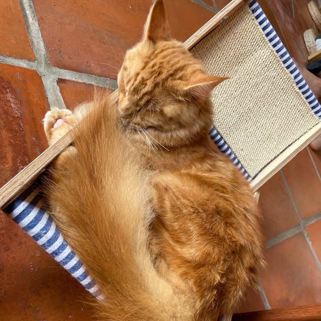 Celebrating Malaysia's Heritage with Cats