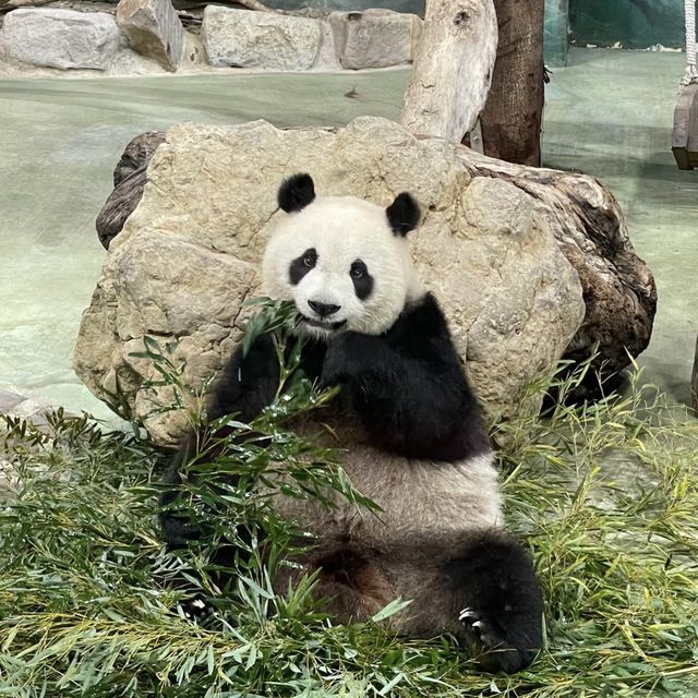 台北必去景點-台北巿立動物園