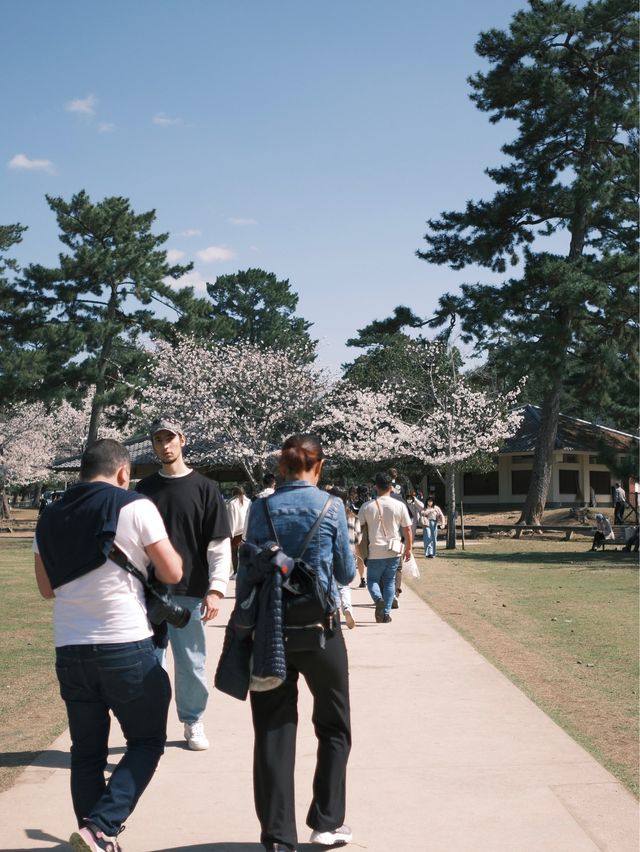 日本 | 奈良之旅 去奈良公園看小鹿🦌