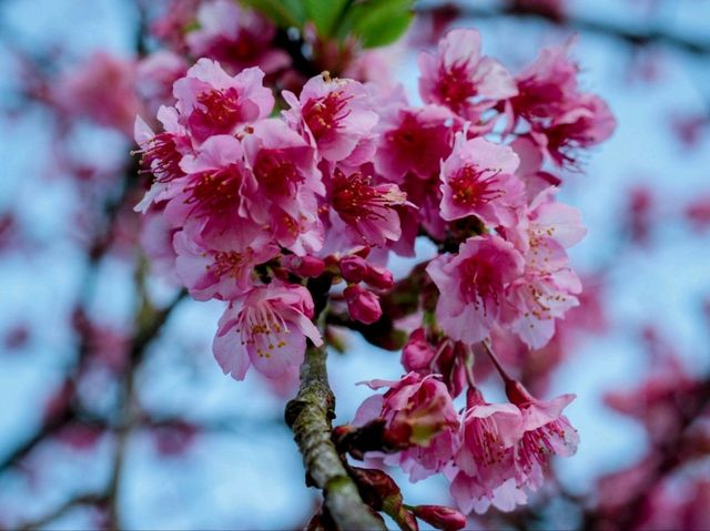 🌸ซากุระเมืองไทย🌸