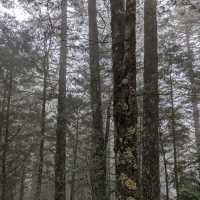 大雪山國家森林遊樂區的美好享受