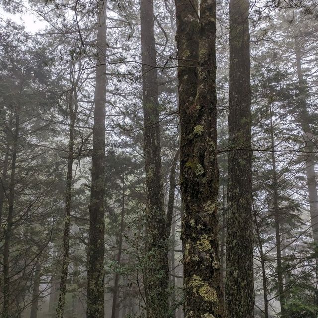 大雪山國家森林遊樂區的美好享受