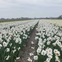 Spring with a sea of tulips