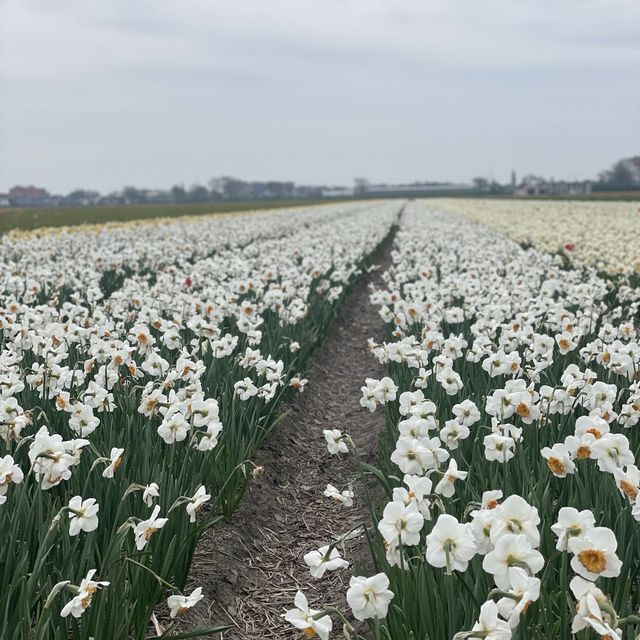 Spring with a sea of tulips