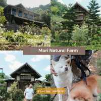 Chiangmai Guide (Part 1/4)