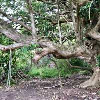 Kioreroa Bliss: Nature's Whispering Haven