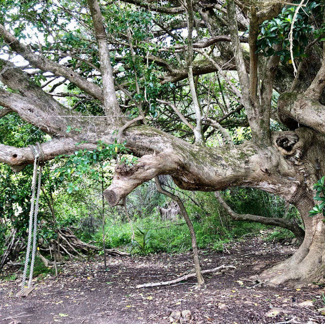 Kioreroa Bliss: Nature's Whispering Haven