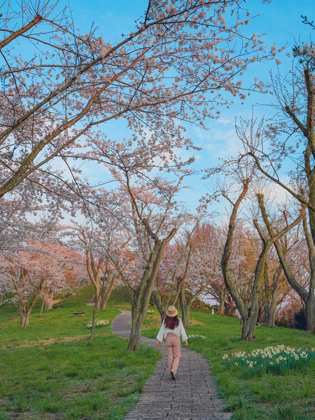 【香川】世界の訪れるべき52ヶ所にも選ばれた！四国を代表する絶景桜スポット！