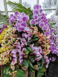 Gorgeous blooms@ National Orchid Garden