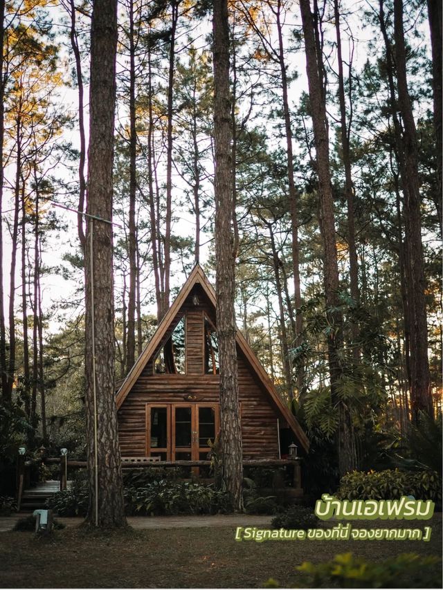 พาไปป่าสนเชียงใหม่ ที่ขึ้นชื่อเรื่องจองยากมากก 🪵🌲