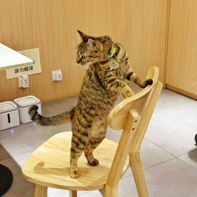 環境寬敞🥰食物美味🐈嘅貓Café