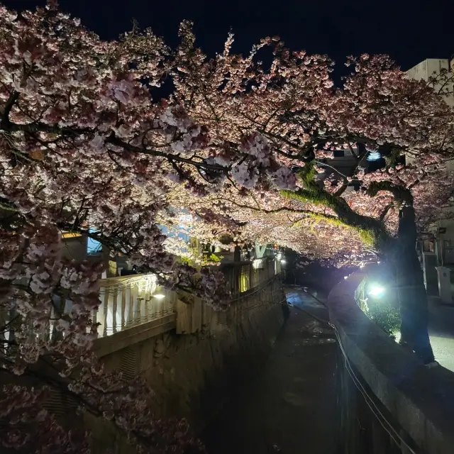 中目黑櫻橋：夜櫻點燈，適合晚上散步