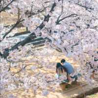 beautiful spot for spring at Seoul 