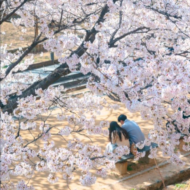 beautiful spot for spring at Seoul 
