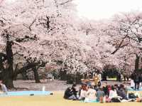 【東京】新宿御苑：櫻花＆楓葉大爆炸，門票美食交通一網打盡
