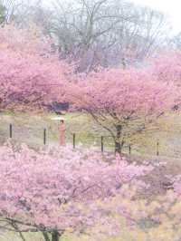 早咲きの桜と富士を望む『おおいゆめの里』🌸