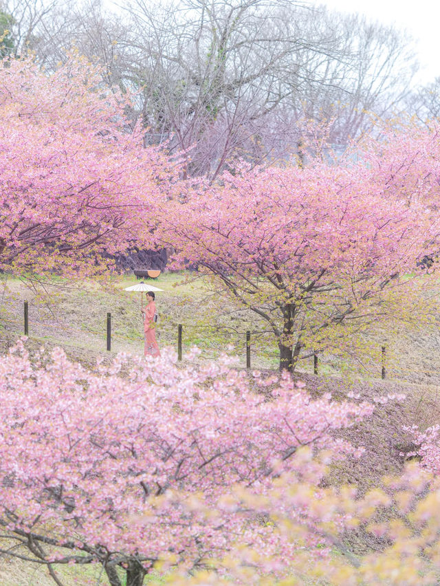 早咲きの桜と富士を望む『おおいゆめの里』🌸
