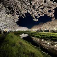 夜の川に映り込む桜のリフレクションが素敵