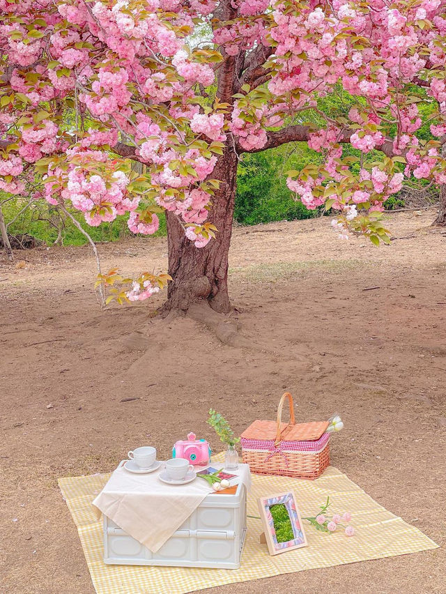 이번 주말, 겹벚꽃 보러 경주 다녀오셔요🌸♥️