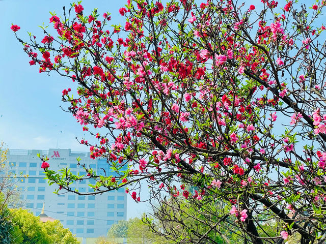 Spring calling, cherry blossoms in full bloom