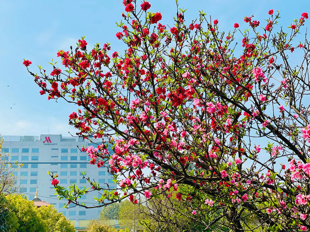 Spring calling, cherry blossoms in full bloom