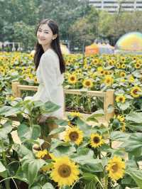 香港也有超美向日葵花海 香港花卉展覽2024