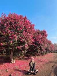 동백꽃 가득, 사람 없는 숨겨진 스팟🌺