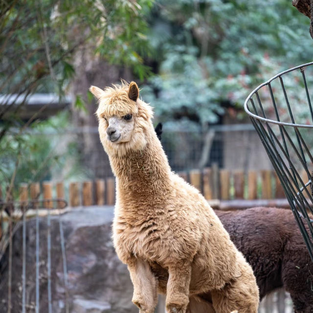 【福岡市動物園】親子好去處，教育娛樂兼具