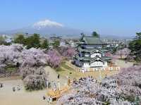 弘前公園2024年櫻花祭，青森必遊景點