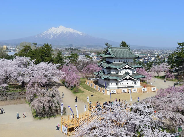 弘前公園2024年櫻花祭，青森必遊景點
